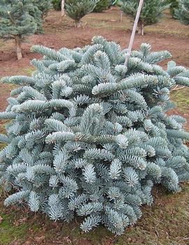 Abies procera 'Glauca'