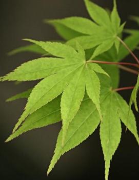 Acer palmatum 'Osakazuki'