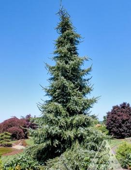 Picea omorika 'Gotelli Weeping'