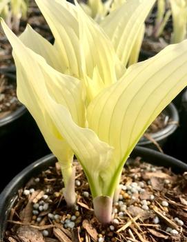 Hosta 'Zebra Stripes'