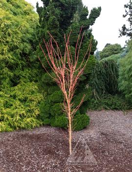 Acer palmatum 'Bihou'