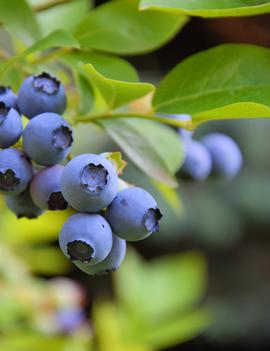 Blueberry 'Sweetheart'