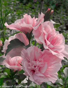 Hibiscus syriacus Pink Chiffon™ ('JWNWOOD4') (PP12619)