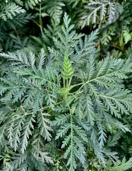 Artemisia gmelinii SunFern™ Olympia ('Balfernlym') (PP33775)