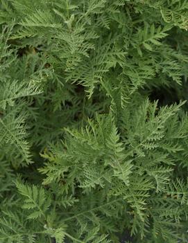 Artemisia gmelinii SunFern™ Arcadia ('Balfernlym') (PP33775)