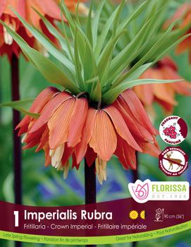 Fritillaria 'Imperialis Rubra'