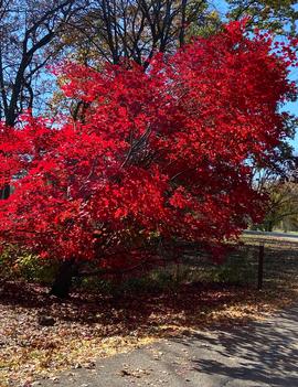 Acer x Morning Starburst™ ('Morton UW')