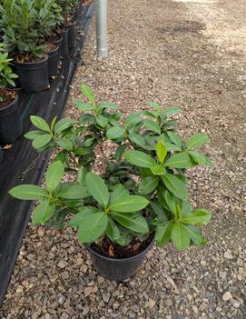 Prunus laurocerasus 'Ani'