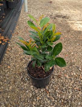Prunus laurocerasus 'Bonaparte'