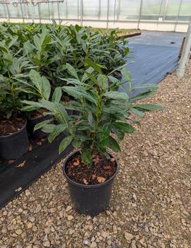 Prunus laurocerasus 'Elly'