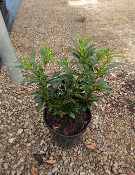 Prunus laurocerasus 'Sofia'