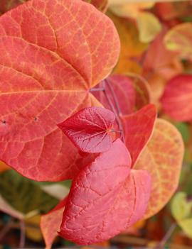 Cercis canadensis 'Hearts A'Fire®' (PPAF)