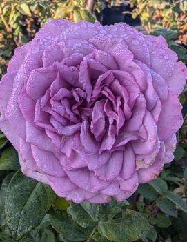 Rosa 'Quicksilver™' (PP 27,893)