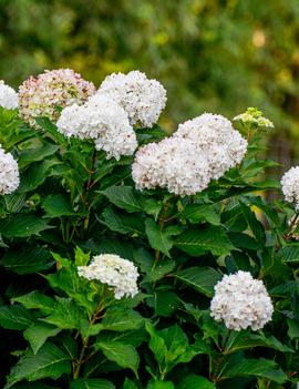 Hydrangea macrophylla Endless Summer® DreamCloud® ('Bailmaceight') (PP36,306)