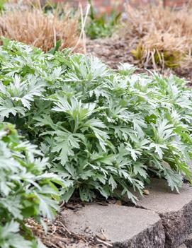 Artemisia ludoviciana 'Silver Lining' (USPP 36,888, Can PBRAF)