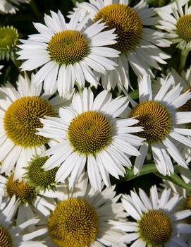 Echinacea purpurea 'Meditation White®'