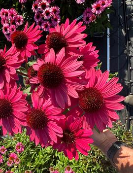 Echinacea purpurea 'Meditation Red®'