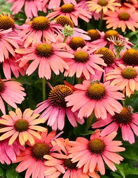 Echinacea purpurea 'Sensation Coral&reg;'