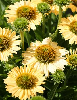 Echinacea purpurea 'Meditation Lime'