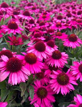 Echinacea purpurea 'Popular Pink'