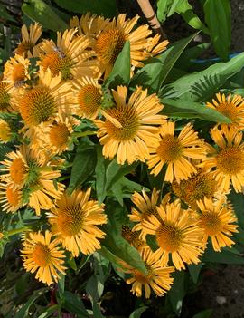 Echinacea purpurea 'Popular Yellow'