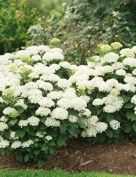 Hydrangea arborescens Invincibelle Wee White&reg; 2.0 ('SMNHAWH') (PPAF, CBRAF)