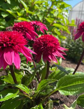 Echinacea x Double Scoop™ ('Watermelon Deluxe') (USPPAF)