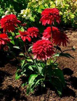 Echinacea x Double Scoop™ ('Strawberry Deluxe') (USPPAF)