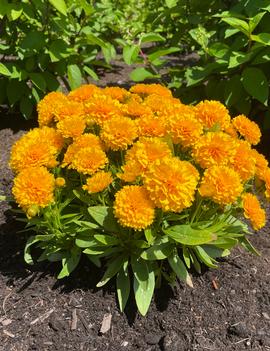 Coreopsis x 'Solanna™ Golden Sphere' (USPP25241)