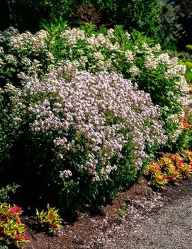Phlox paniculata 'Confetti Cake™' (USPPAF)