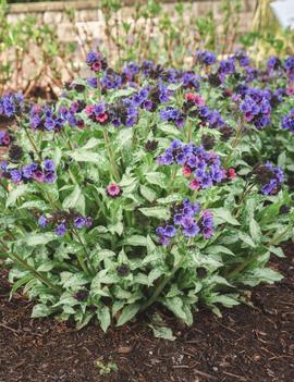 Pulmonaria x 'Silver Scimitar' (USPP35669)