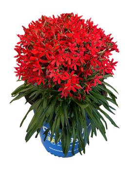 Silene virginica 'Forged by Fire' (USPP36247)
