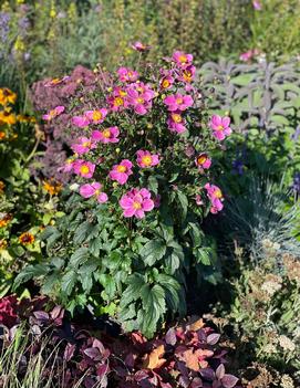 Anemone x hybrida 'Dawn Breaker'