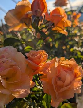 Rosa Tangerine Skies™ ('KORtangenu') (PP30588)