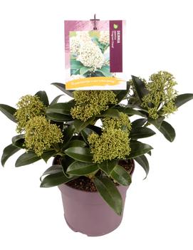 Skimmia japonica Fragrant Cloud ('Fragrans')