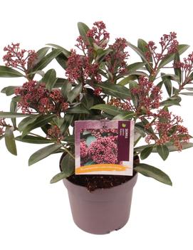 Skimmia japonica Rubesta ('Moerings 3')