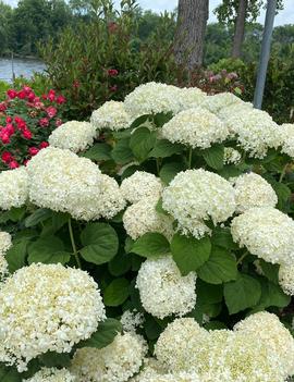 Hydrangea arborescens Incrediball Storm Proof&trade; ('SMNHAGOV') (36,788)