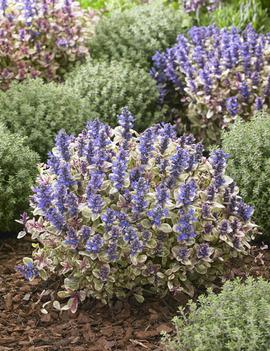 Ajuga tenorii 'Princess Nadia' (PP31,028)