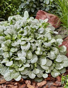 Ajuga tenorii 'Princess Elsa' (PP35,358)