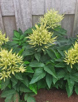 Aruncus x 'Sparkles'