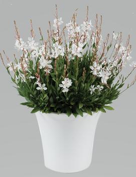 Gaura lindheimeri 'Steffi White'