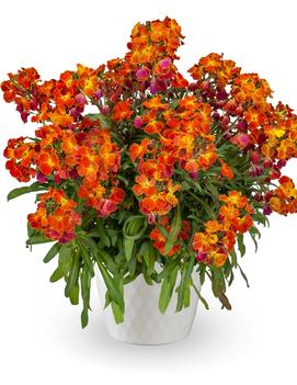 Erysimum linifolium 'Erysistible&trade; Fire'