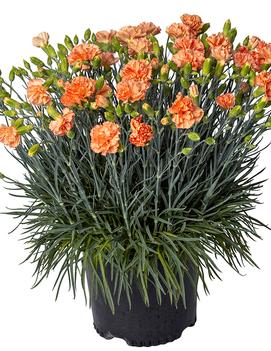 Dianthus x 'Orange Sparkler'