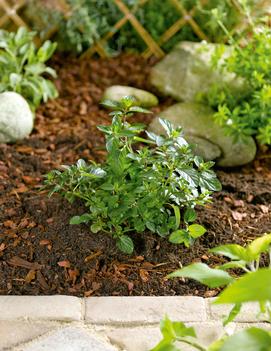 Mentha piperita 'Chocolate'