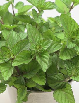 Mentha piperita 'Orange'