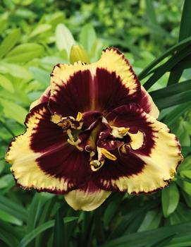Hemerocallis 'Tiger Blood'