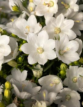 Campanula interspecific 'Cariboo White'