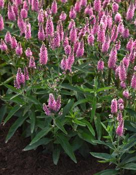 Veronica longifolia 'Skyward Pink'