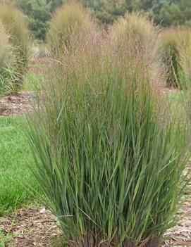 Panicum virgatum 'Half Pint'