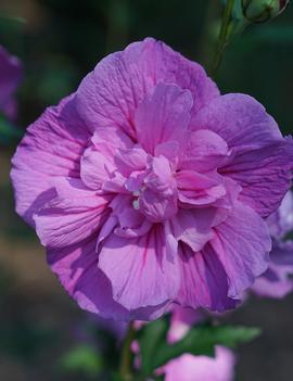 Hibiscus syriacus Dark Lavender Chiffon&reg; ('SMNHSPCL') (PBRAF)